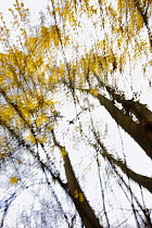 Abstract trees in autumn, Hrensko, Ceske Svycarsko / Bohemian Switzerland National Park, Czech Republic, November 2008