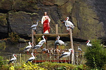Statue of Jesus surrounded by model Storks and Herons, Hrensko, Ceske Svycarsko / Bohemian Switzerland National Park, Czech Republic, November 2008