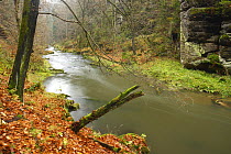 Kamenice River flowing past large rocks in wood, Hrensko, Ceske Svycarsko / Bohemian Switzerland National Park, Czech Republic, November 2008