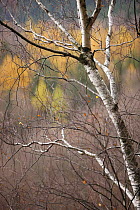 Bare tree in autumn viewed from Stribrne Steny (459m) Hrensko, Ceske Svycarsko / Bohemian Switzerland National Park, Czech Republic, November 2008