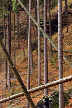Growing and fallen trees in wood on Stribrne Steny (459m) Hrensko, Ceske Svycarsko / Bohemian Switzerland National Park, Czech Republic, November 2008