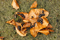 Fallen leaves, pine needles animal fecal pellets in woodland on Stribrne Steny (459m) Hrensko, Ceske Svycarsko / Bohemian Switzerland National Park, Czech Republic, November 2008