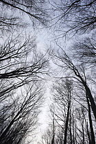 Trees in wood on Stribrne Steny (459m) Hrensko, Ceske Svycarsko / Bohemian Switzerland National Park, Czech Republic, November 2008
