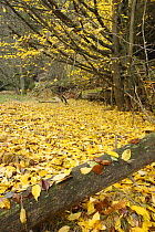 Fallen leaves in wood, Brtnicky, Ceske Svycarsko / Bohemian Switzerland National Park, Czech Republic, November 2008