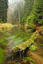 Krinice River, Brtnicky, Ceske Svycarsko / Bohemian Switzerland National Park, Czech Republic, November 2008