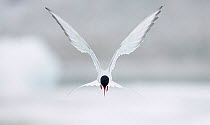 Arctic Tern (Sterna paradisaea) hovering in flight, June, Iceland. Magic Moments book plate.