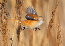 Female Bearded tit / reedling (Panurus biarmicus) flying between reeds, Espoo, Finland. February. Magic Moments book plate.
