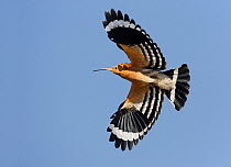 Hoopoe (Upupa epops) in flight, Sultanate of Oman, October. Magic Moments book plate.