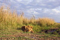 African lion (Panthera leo) cub lying on ground relaxing, Masai Mara National Reserve, Kenya, August