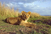 African lion cub (Panthera leo) lying on ground relaxing, Masai Mara National Reserve, Kenya, August
