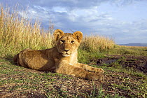 African lion (Panthera leo) cub lying down relaxing, Masai Mara National Reserve, Kenya, August