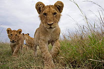 Inquisitive African lion (Panthera leo) cubs approaching with curiousity, Masai Mara National Reserve, Kenya, August