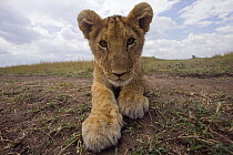 Inquisitive African lion (Panthera leo) cub, Masai Mara National Reserve, Kenya, August