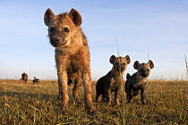 Spotted hyena (Crocuta crocuta) adolescent with two pups looking with curiosity, Masai Mara National Reserve, Kenya, December