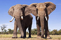 Two African elephants (Loxodonta africana) approaching with curiosity, Masai Mara National Reserve, Kenya, February