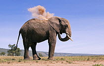 African elephant (Loxodonta africana) dust bathing, Masai Mara National Reserve, Kenya, Apr 2009,