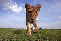 African lion (Panthera leo) adolescent approaching with caution and curiosity, Maasai Mara National Reserve, Kenya, February