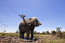African elephant (Loxodonta africana) spraying mud, Maasai Mara National Reserve, Kenya, February