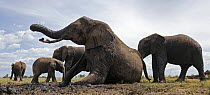 African elephants (Loxodonta africana) having a mud bath, Maasai Mara National Reserve, Kenya, March