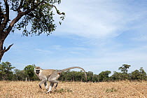 Vertvet monkey (Chlorocebus / Cercopithecus aethiops) running, Maasai Mara National Reserve, Kenya, March