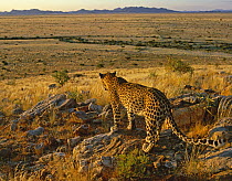 African leopard (Panthera pardus) surveying habitat, Namibia, captive (non-ex)