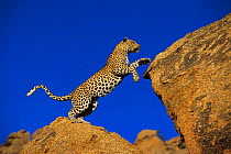 Leopard (Panthera pardus) jumping onto rock, Namibia, captive (non-ex)