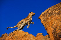 RF- Leopard (Panthera pardus) jumping between rocks, Namibia. Captive animal in the open. (This image may be licensed either as rights managed or royalty free.)