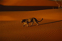 Leopard (Panthera pardus) walking over sand dunes, Namibia, captive (non-ex)