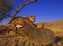 Leopard (Panthera pardus) with Springbok kill on an old weaver nest in tree, Namibia, captive (non-ex)