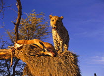 Leopard (Panthera pardus) with Springbok kill on an old weaver nest in tree, Namibia, captive (non-ex)