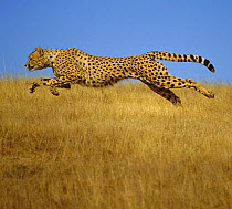 Cheetah (Acinonyx jubatus) running, Kenya (non-ex)