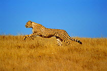 RF- Cheetah (Acinonyx jubatus) running, Kenya. Captive animal running free. (This image may be licensed either as rights managed or royalty free.)