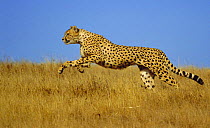 Cheetah (Acinonyx jubatus) running, Kenya (non-ex)