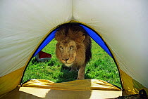 Male African lion (Panthera leo) entering tent, captive, USA (non-ex)