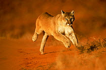 RF- Mountain lion / Puma (Felis concolor) running, captive,  USA. (This image may be licensed either as rights managed or royalty free.)