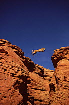 Mountain lion / Puma (Felis concolor) jumping across small canyon, Utah, captive, USA (non-ex)