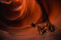 Mountain lion / Puma (Felis concolor) in slot canyon, captive,  Arizona, USA (non-ex)