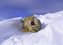 Snow leopard (Panthera uncia) cub yawning, lying on snow, captive, USA (non-ex)