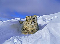 Snow leopard (Panthera uncia) cub lying on snow, captive, USA (non-ex)