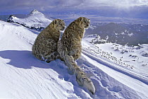Two Snow leopards (Panthera uncia) sitting on snow ridge, captive, USA (non-ex)