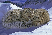 Snow leopard (Panthera uncia) pair sleeping in high alpine habitat, captive, USA (non-ex)