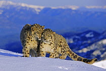 Snow leopard (Panthera uncia) pair in high alpine habitat, captive, USA (non-ex)