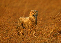 Cheetah (Acinonyx jubatus) cub watching mother, Masai Mara, Kenya