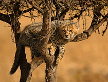 Cheetah (Acinonyx jubatus) cub climbing tree, Masai Mara, Kenya