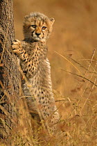 Cheetah (Acinonyx jubatus) cub at tree base, Masai Mara, Kenya