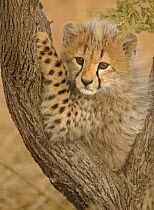 Cheetah (Acinonyx jubatus) cub playing in tree, Masai Mara, Kenya