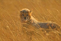 Cheetah (Acinonyx jubatus) cub in grass, Masai Mara, Kenya *Not available for print-on-demand until August 2015*