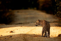 Rear view of Sri Lankan leopard (Panthera pardus Kotiya) on road, Yala National Park, Sri Lanka