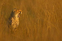 Cheetah (Acinonyx jubatus) cub yawning, Masai Mara, Kenya