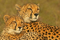 Cheetah (Acinonyx jubatus) mother with cub watching prey, Masai Mara, Kenya